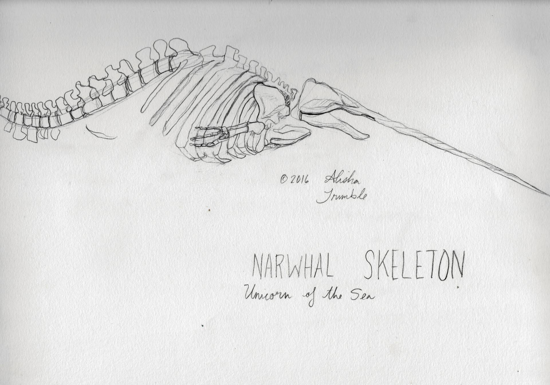 Narwhal Skeleton Drawing by Alisha Trimble Saatchi Art Lebanon
