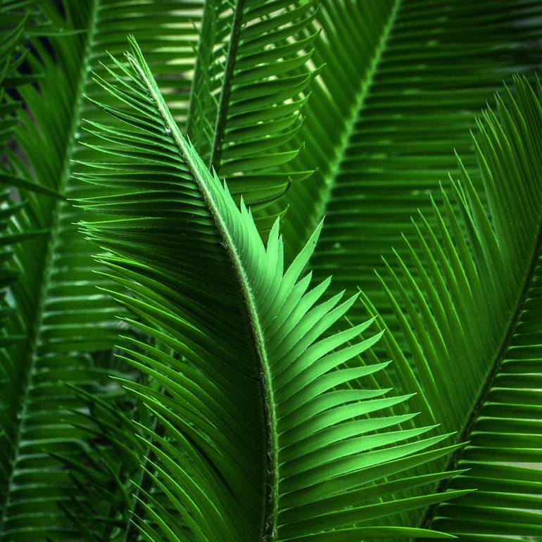 Abstract Green Leaves Photography by Pixie Copley LRPS | Saatchi Art