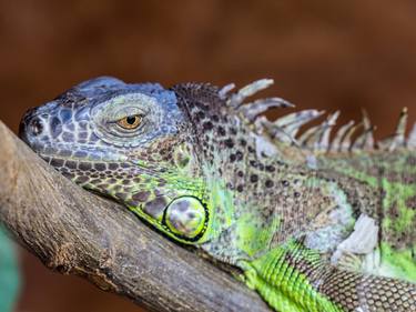 Bright colourful iguana lizard thumb