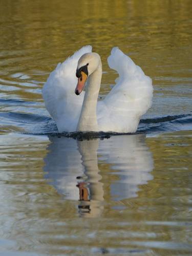 Swan swimming on a lake thumb