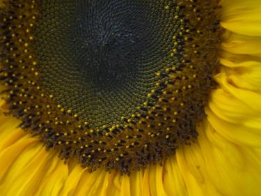 Sunny Sunflower thumb