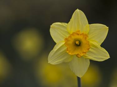 Single Daffodil Flower thumb