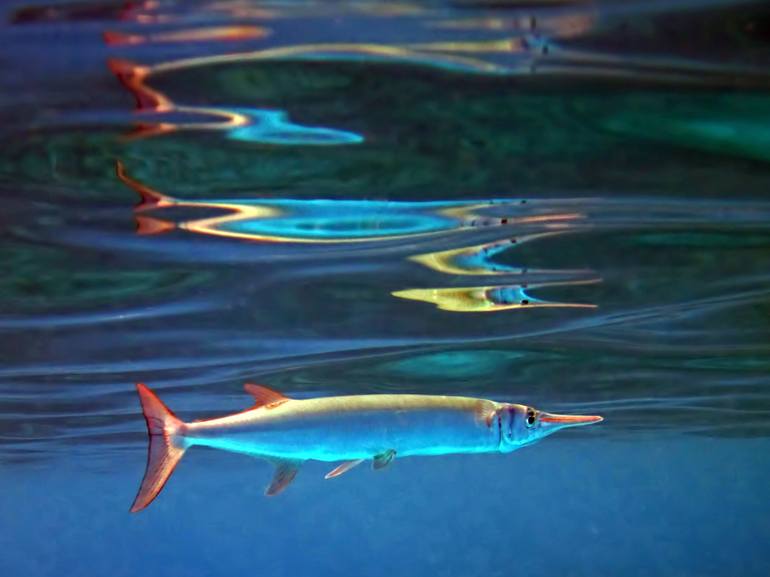Fish Red Sea Egypt Photography by Pixie Copley LRPS Saatchi Art