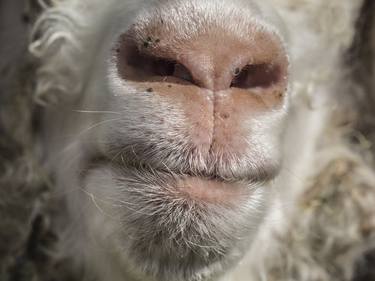 Sheeps Face thumb