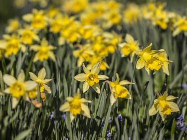 Field of Daffodil Flowers thumb