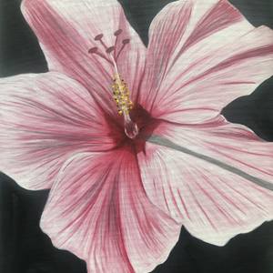 Amapola