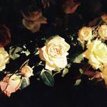 Dark Bloom by Dana Lauren Goldstein