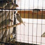 Hialeah Flea Market by Dana Lauren Goldstein