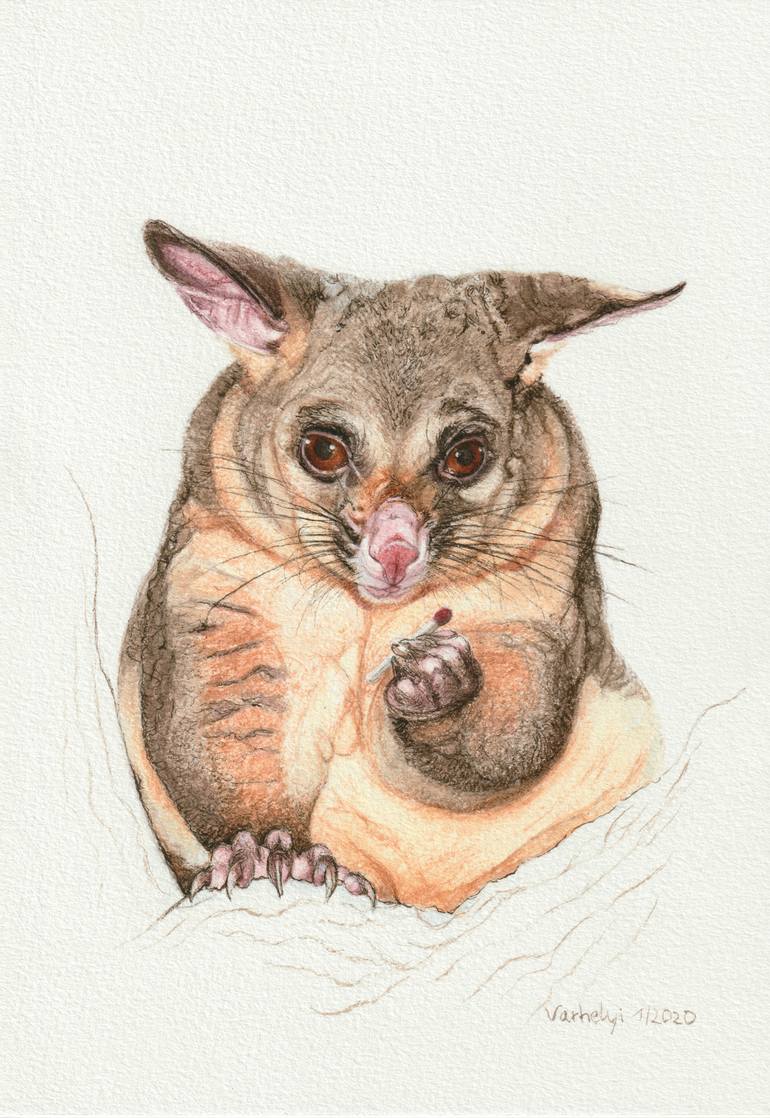 Possum Drawing by Lilla Varhelyi Saatchi Art