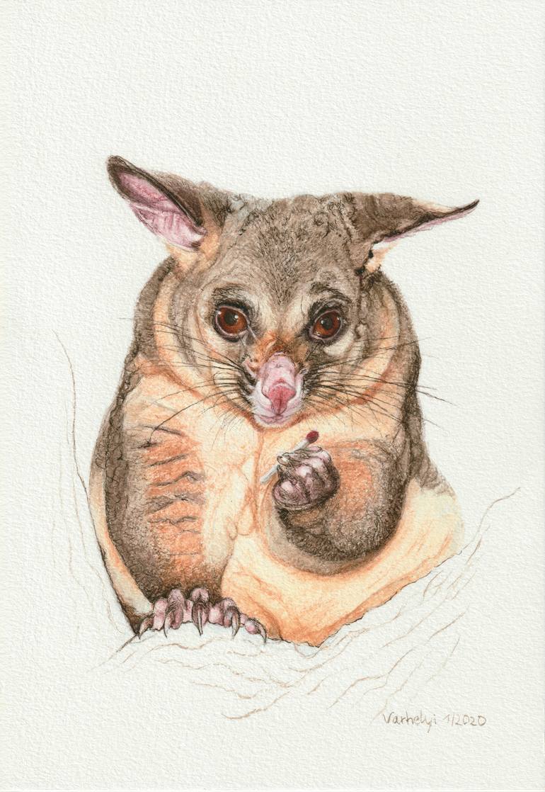 possum drawing
