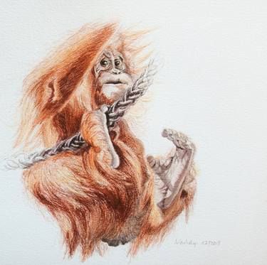 Original Animal Drawings by Lilla Varhelyi