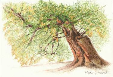 Original Figurative Tree Drawings by Lilla Varhelyi
