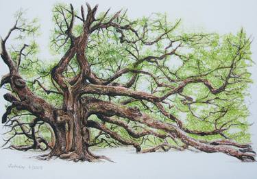 Original Figurative Tree Drawings by Lilla Varhelyi