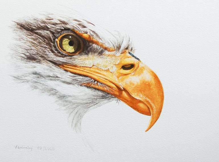 Eagle Drawing by Lilla Varhelyi | Saatchi Art