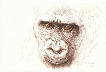Portrait Gorilla thumb