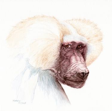 Original Animal Drawings by Lilla Varhelyi