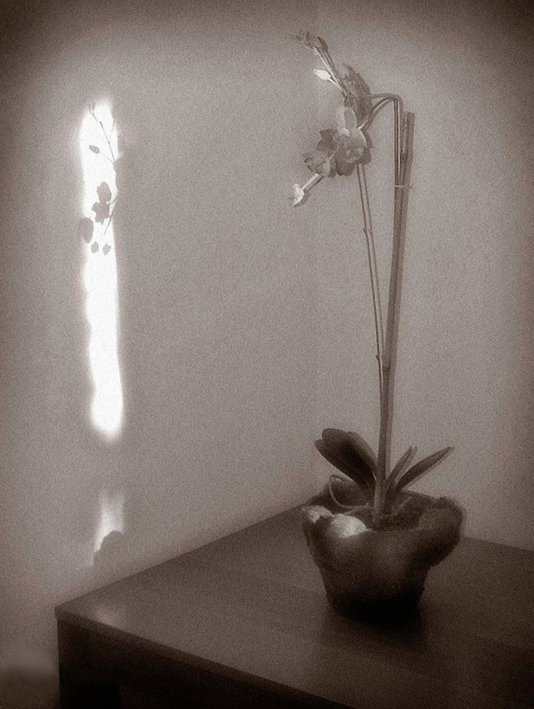 Original Still Life Photography by Gregory Gibson | Black & White Art on Paper | Orchid