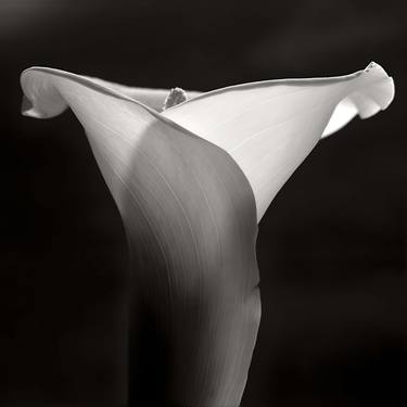 Original Contemporary Floral Photography by Dario Moschetta