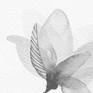 Black And White Nature 05-a