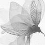 Black And White Nature 05-c