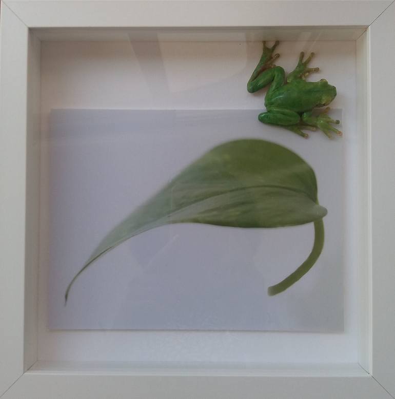 Tree frog - Print