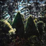 Light Dance in the Woods by Patty Neal