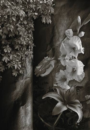 Original Still Life Photography by Robert Hudnall