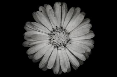 Original Floral Photography by Laura Melis