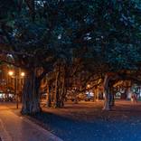 Lahaina, Banyan Tree (fundraiser) by Carl Yoshihara