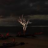 Skeleton Tree at Midnight by Carl Yoshihara