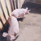 Collection Flora & Fauna