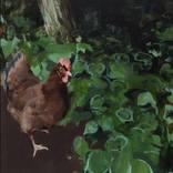 hen of the woods by Mark Crenshaw