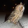 Collection Owl from Novi Sad
