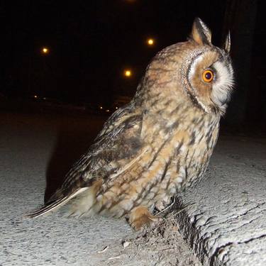 Owl walking on the street in Novi Sad - DSCF1768 - Asio otus thumb