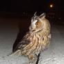 Collection Owl from Novi Sad
