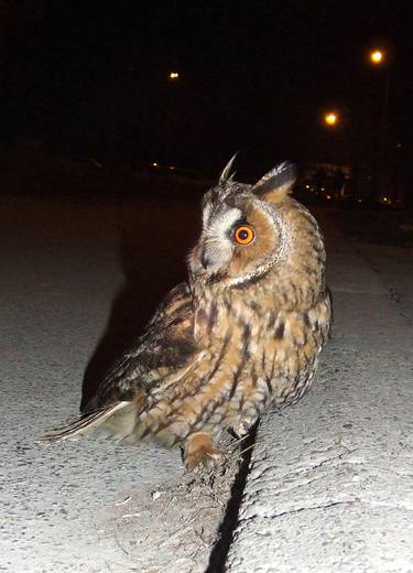 Owl walking on the street DSCF1767 - Asio otus thumb