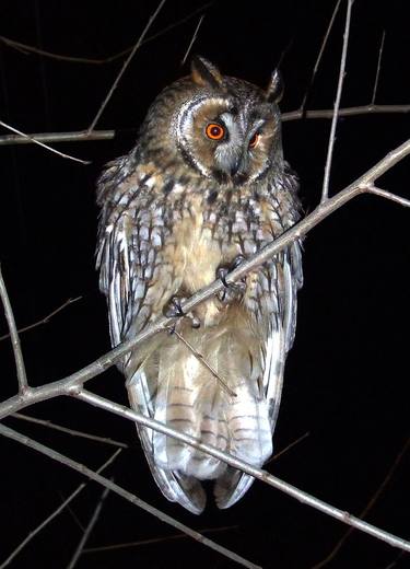Owl on the branch DSCF1772 - Asio otus thumb