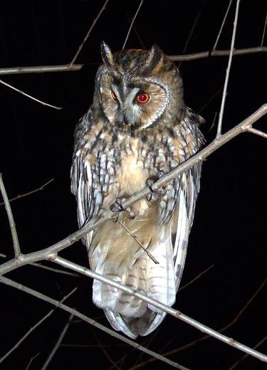 Owl on the branch DSCF1773 - Asio otus thumb