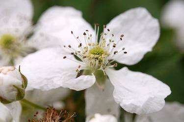white blossom  thumb
