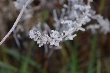 Print of Fine Art Botanic Photography by Scott Staley