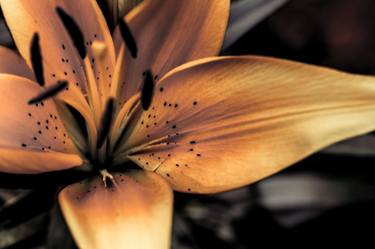 Print of Botanic Photography by Isabel Laurent