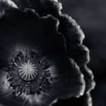 Collection Black and White Photography 