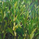 Collection Flower Paintings