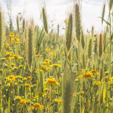 wild flowers thumb