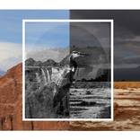 BIRD IN ATACAMA DESERT by EVELYNE CHEVALLIER