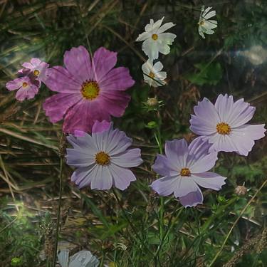 Original Figurative Botanic Photography by EVELYNE CHEVALLIER