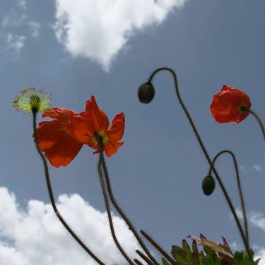 Print of Fine Art Botanic Photography by EVELYNE CHEVALLIER