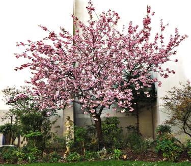 PINK BLOOMING TREE IN PARIS - Limited Edition of 10 thumb