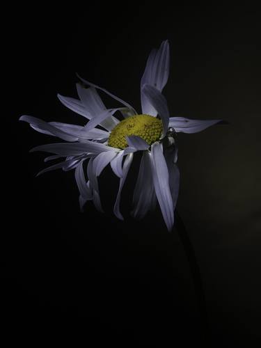 Original Conceptual Floral Photography by Edgar Garces