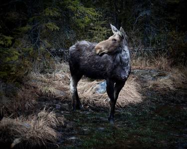 Algonquin Park, March, 2011 - Limited Edition #4 of 5 thumb